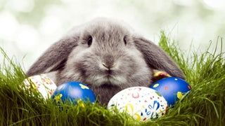 Easter Bunny