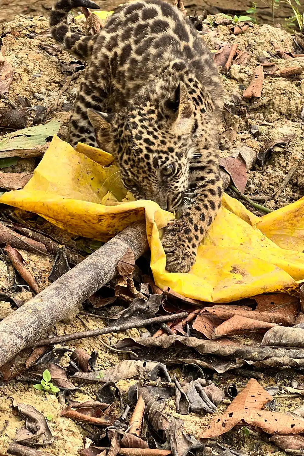 Baby Jaguar Cubs